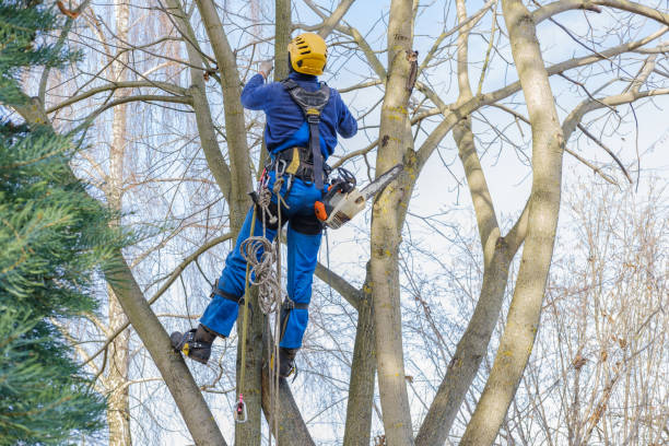 Best Utility Line Clearance  in Glyndon, MN