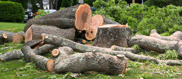 Trusted Glyndon, MN Tree Care Experts