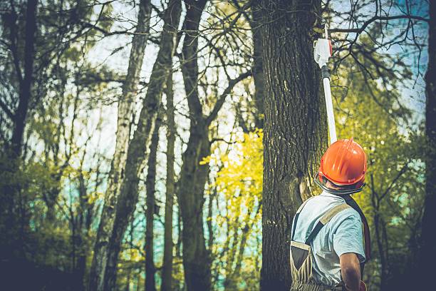How Our Tree Care Process Works  in  Glyndon, MN